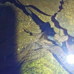 Polycentropus
