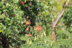 Orthorhyncus cristatus