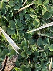 Medicago lupulina