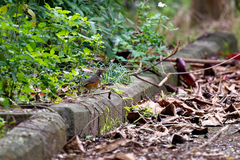 Turdus cardis