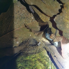 Polycentropus
