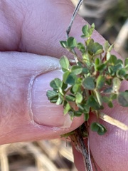 Medicago lupulina