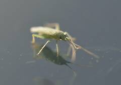 Orthotylus flavosparsus