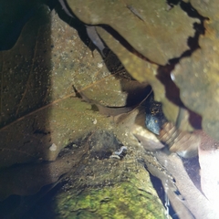Polycentropus