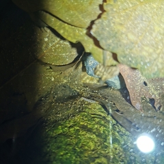 Polycentropus