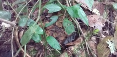 Bothrops jararaca