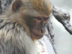 Macaca sylvanus