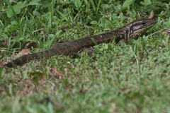 Tupinambis teguixin