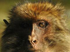 Macaca sylvanus