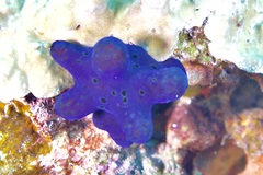 Coriocella hibyae