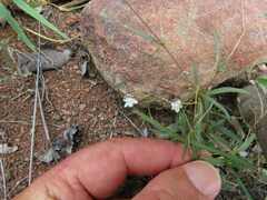 Gisekia pharnaceoides