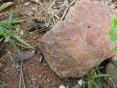 Gisekia pharnaceoides