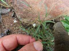 Gisekia pharnaceoides