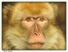 Macaca sylvanus