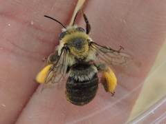 Melissodes dentiventris