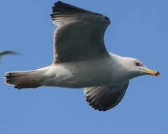 Larus