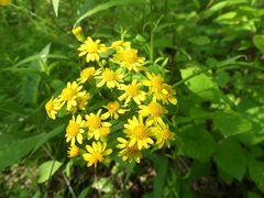 Packera schweinitziana