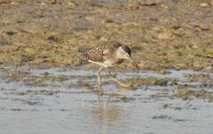 Tringa glareola