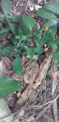Bothrops insularis