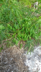 Cardiospermum corindum