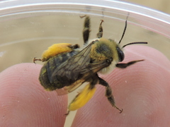 Melissodes dentiventris