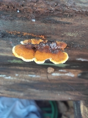 Gloeophyllum sepiarium