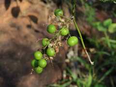 Asparagus aggregatus
