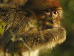 Macaca sylvanus