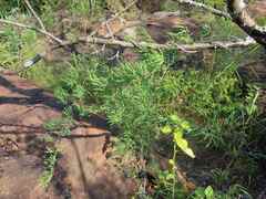 Asparagus aggregatus