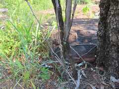 Asparagus aggregatus