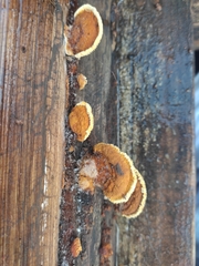 Gloeophyllum sepiarium