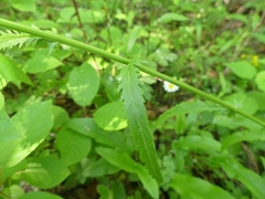 Packera schweinitziana