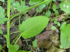 Packera schweinitziana