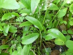 Packera schweinitziana