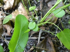 Packera schweinitziana