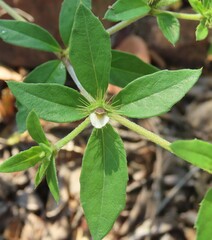 Blepharis maderaspatensis