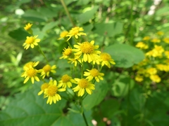 Packera schweinitziana