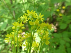 Packera schweinitziana