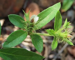 Blepharis maderaspatensis