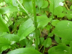 Packera schweinitziana