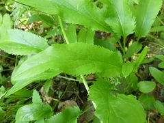 Packera schweinitziana