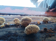 Gloeophyllum sepiarium