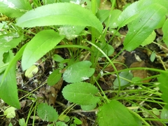 Packera schweinitziana