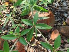 Blepharis maderaspatensis