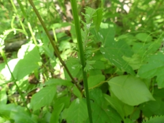 Packera schweinitziana