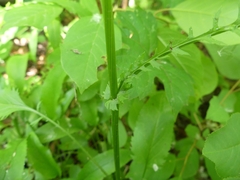 Packera schweinitziana