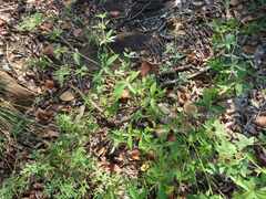 Blepharis maderaspatensis