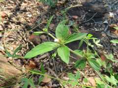 Blepharis maderaspatensis