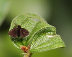 Miltomiges cinnamomea