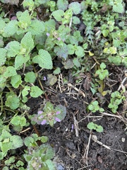 Lamium purpureum